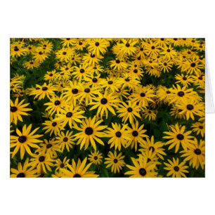 Cartão Rudbeckia Hirta (Susanos de Olhos Negros)