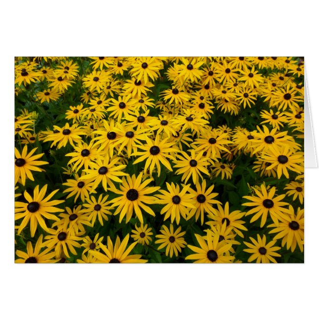 Cartão Rudbeckia Hirta (Susanos de Olhos Negros) (Frente Horizontal)