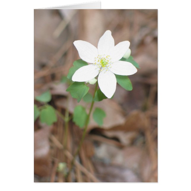 Cartão Rue Anemone (Frente)