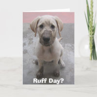 Ruff Day?
