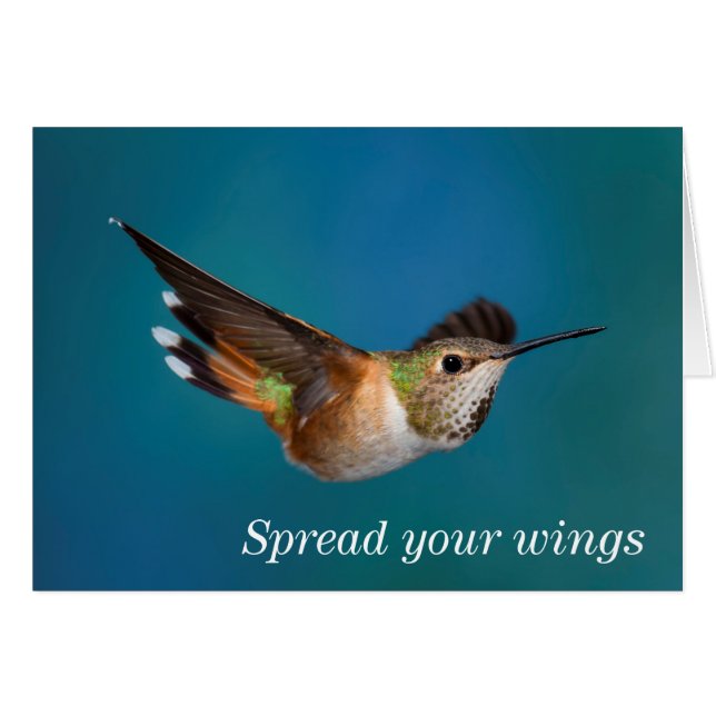 Cartão Rufous Hummingbird (Frente horizontal)
