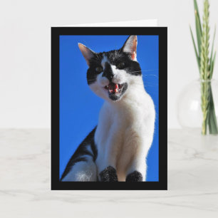 Cartão Rugido do Gato Doméstico