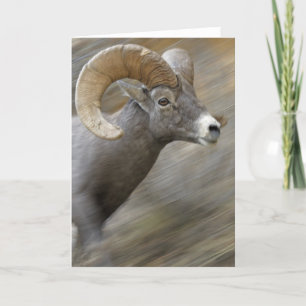 Cartão Running Desert Bighorn