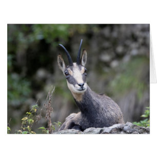 Cartão Rupicapra rupicapra