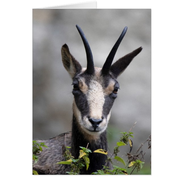 Cartão Rupicapra rupicapra (Frente)