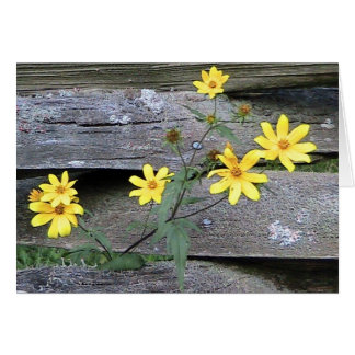 Cartão Rustic Daisy Card