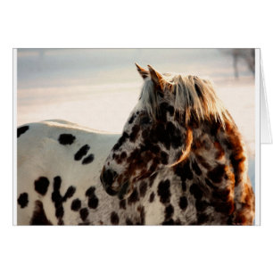 Cartão Rusty the Appaloosa