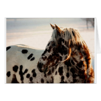 Cartão Rusty the Appaloosa