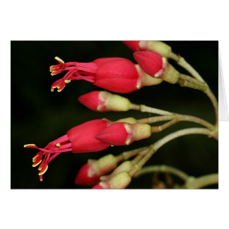 Cartão SABA: Charianthus purpureus