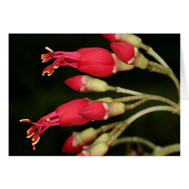 Cartão SABA: Charianthus purpureus (Frente horizontal)