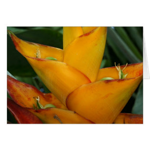 Cartão SABA: Heliconia caribbaea