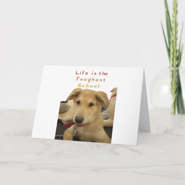 Cartão Sabedoria ouro: Uma Visão Cachorra da Escola da Vi (Frente)