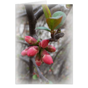 Cartão sabichão selvagem