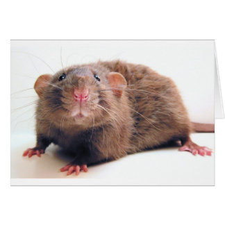 Cartão Sable Burmalicious