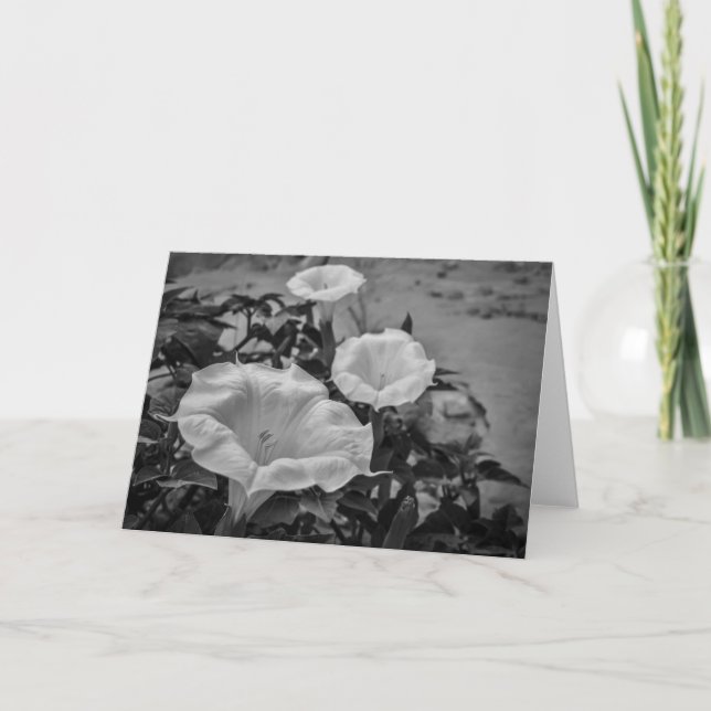 Cartão Sacred Datura (Frente)