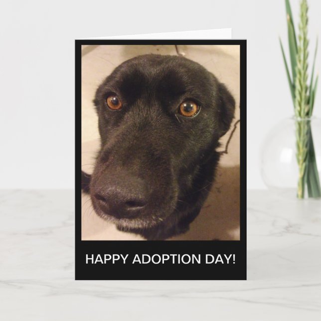 Cartão Sad Dog Happy Adoption Day Card (Frente)