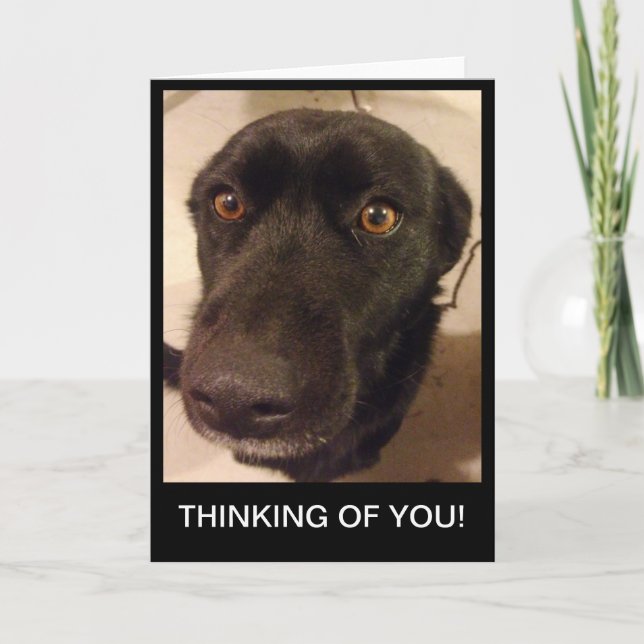 Cartão Sad Dog Thinking of you card (Frente)