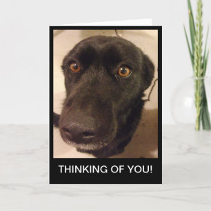 Cartão Sad Dog Thinking of you card