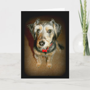 Cartão Sad-Faced Cute Dog Miss You Card