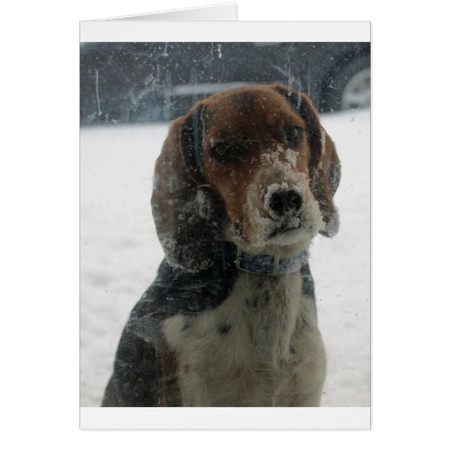 Cartão Sad Snowy Beagle Face Parecendo Dentro (Frente)