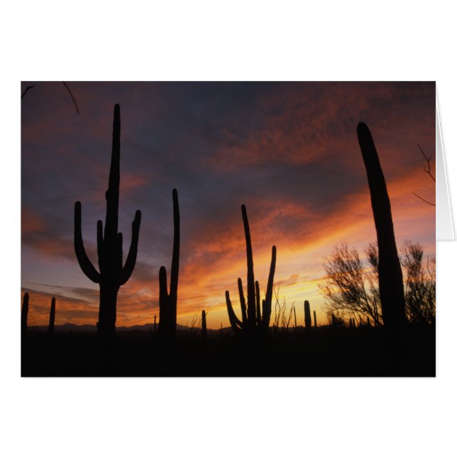 Cartão saguaro cactos, Carnegiea gigantea, após (Frente Horizontal)