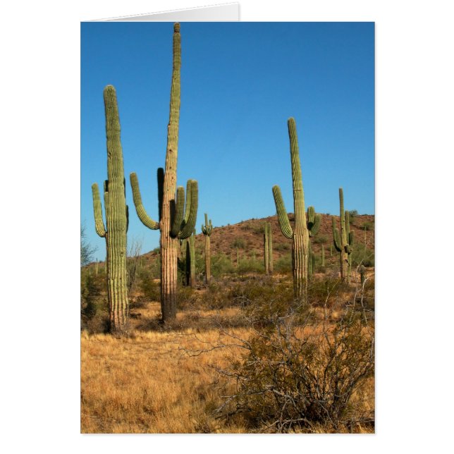 Cartão Saguaro cactus (Frente)