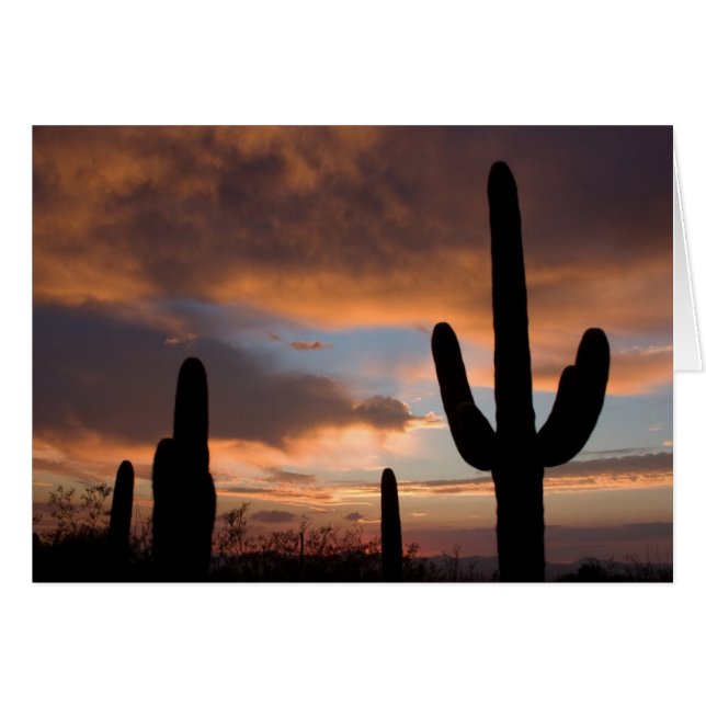 Cartão Saguaro Desert Sunset (Frente horizontal)
