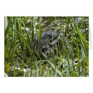 CARTÃO SAIU PELA PRIMEIRA VEZ