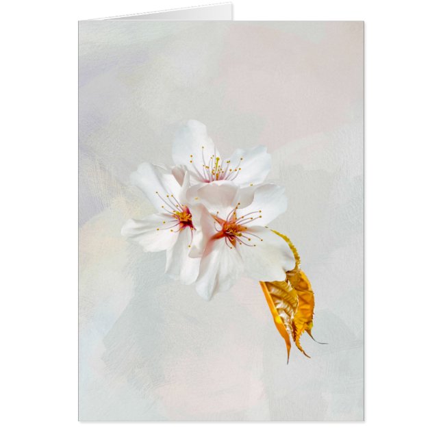 Cartão Sakura - cereja japonesa floresce (Frente)