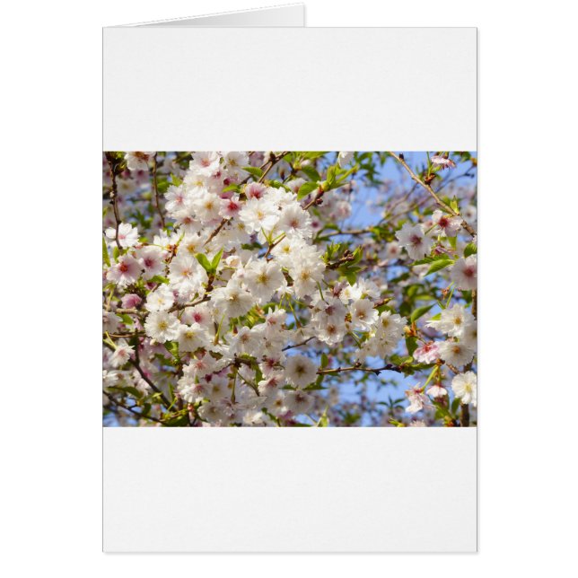 Cartão Sakura Cherry Blossom Japão Quioto (Frente)