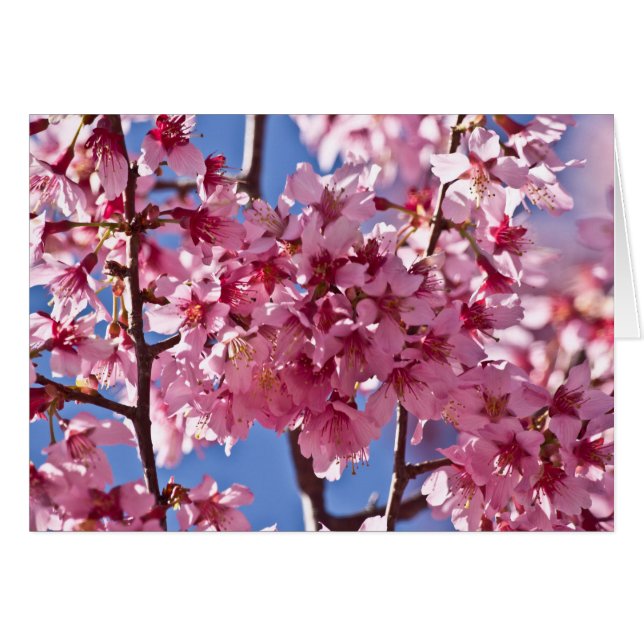 Cartão Sakura Cherry Blossoms Red Stars (Frente Horizontal)