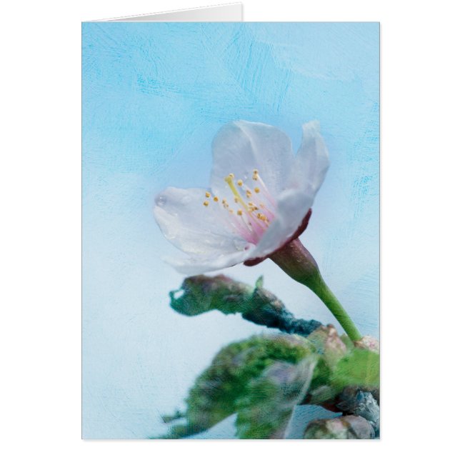 Cartão Sakura - Flor de Cereja Japonês (Frente)