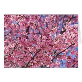 Cartão Sakura Pink Chersom Sky