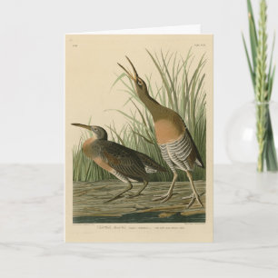 Cartão Sal Water Marsh Hen - Aves da América de Audubon