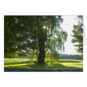 Cartão Salgueiro da manhã - comece a luz solar brilhante