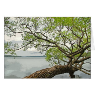 Cartão Salgueiro no lago