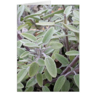 Cartão Salie wenskaart