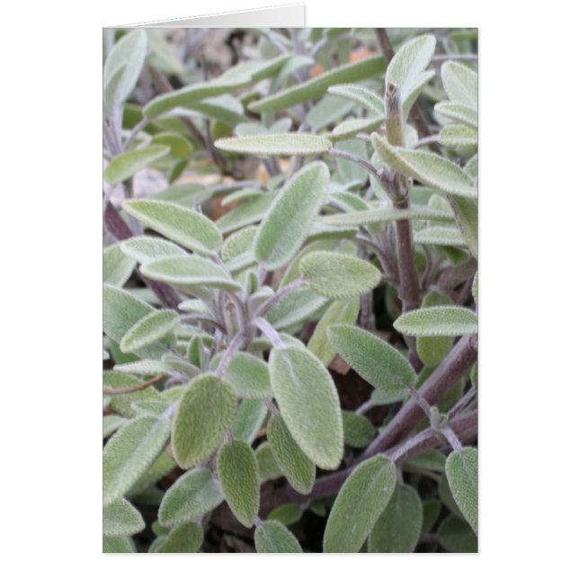 Cartão Salie wenskaart (Frente)