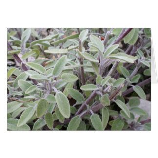 Cartão Salie wenskaart