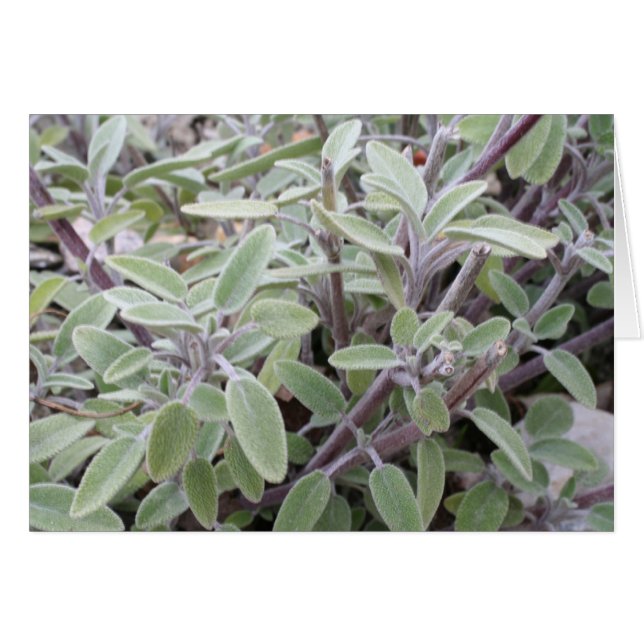 Cartão Salie wenskaart (Frente Horizontal)