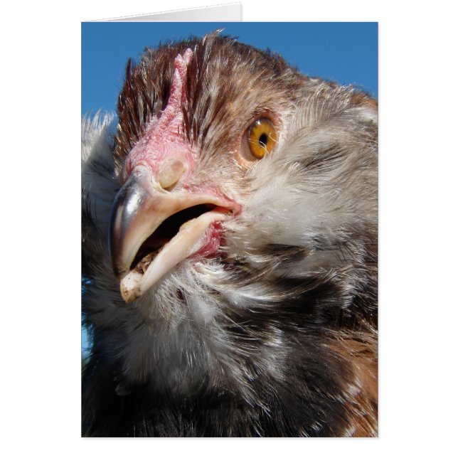 Cartão Salmão Faverolle (Frente)