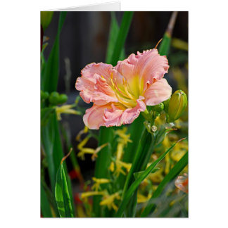 Cartão Salmão Ruffled Day Lily