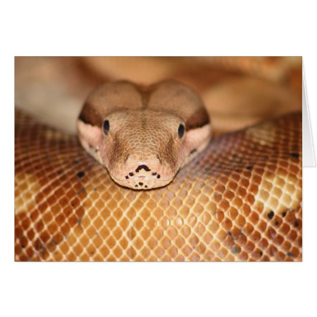 Cartão Salmon Boa Card (Frente Horizontal)