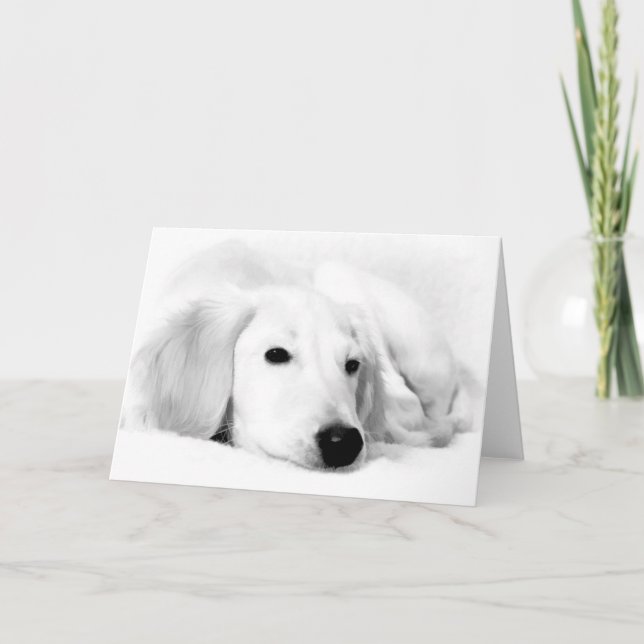 Cartão Saluki Greeting Cards (Frente)
