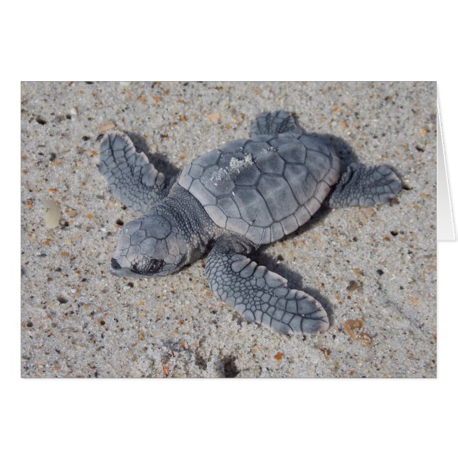 Cartão Salvamento Loggerhead II (Frente Horizontal)