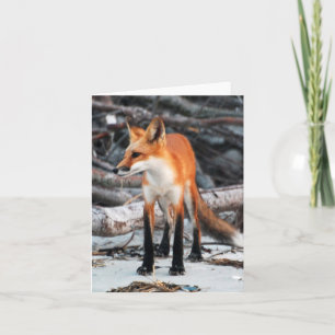 Cartão Salvar a nota/cartão de saudação Red Fox da série