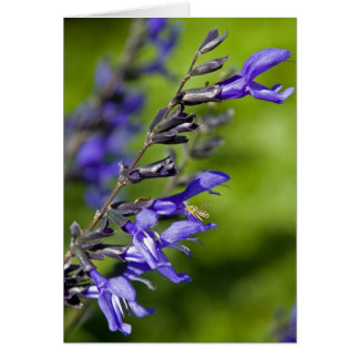 Cartão Salvia azul