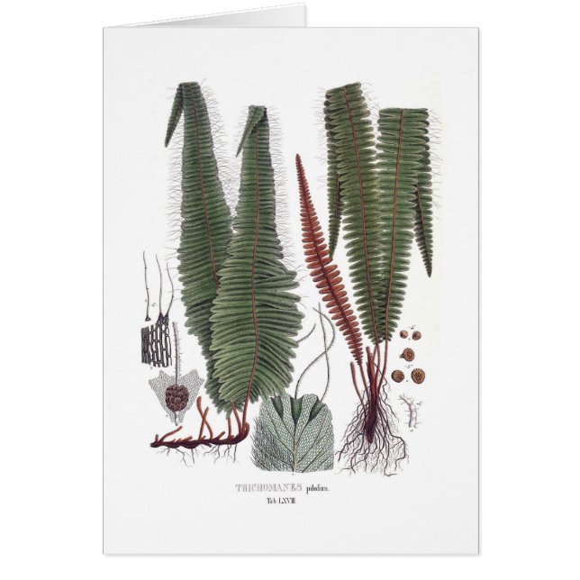 Cartão Samambaia (Frente)