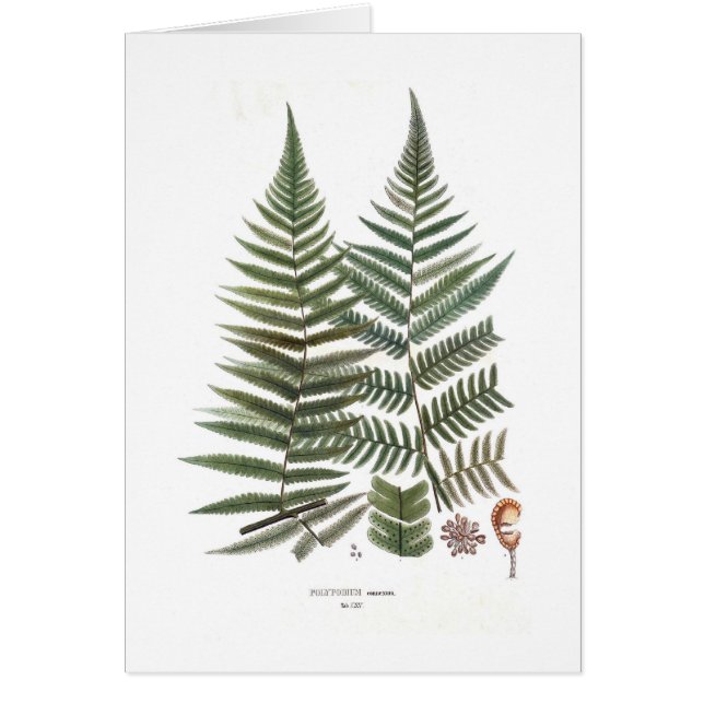 Cartão Samambaia (Frente)