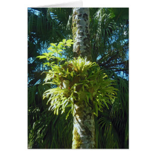 Cartão Samambaia de Staghorn